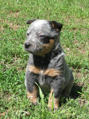 FemaleBlueHeelerPuppiesForSale